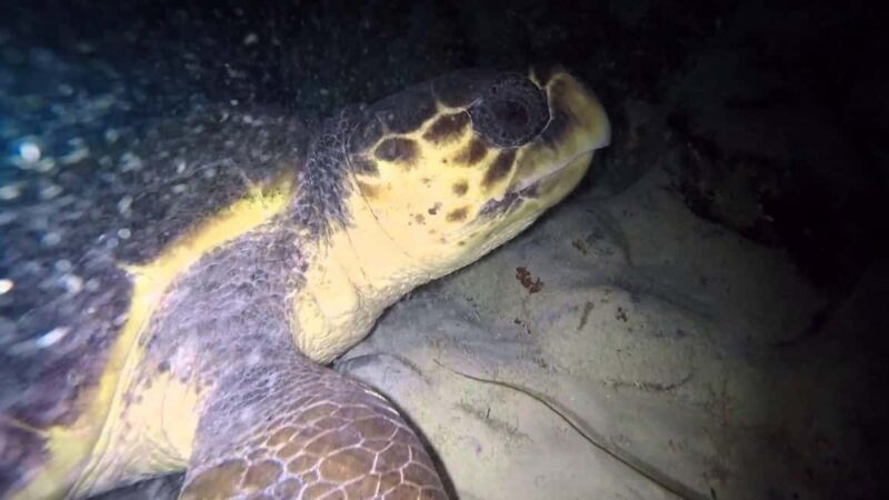 Watch Sea Turtles Nesting  Night Tour in Sal Island - Duration and Experience