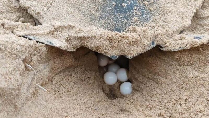 Watch Sea Turtles Nesting  Night Tour in Sal Island - Extra Options