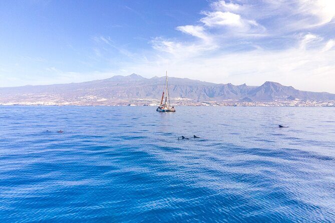 Watching and Listening Whales visiting Los Gigantes&Masca. Food&drinks included - Authentic Insights from Reviewers