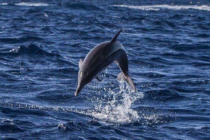 Watching whales and dolphins on Terceira Island - Who Should Consider This Tour?