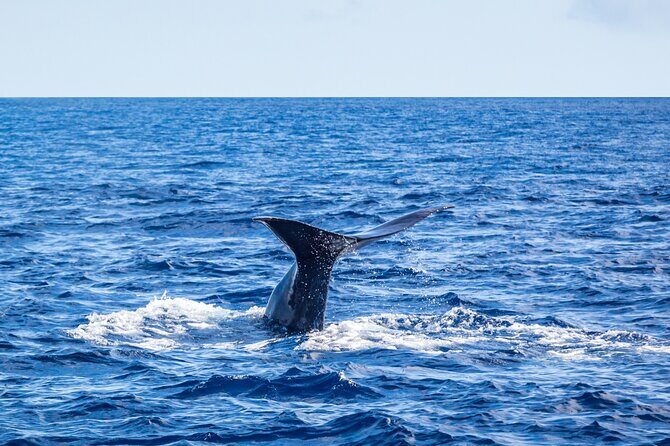 Watching whales and dolphins on Terceira Island - FAQ