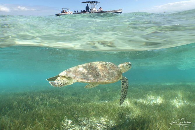 Water Taxi Signal Island Turtle Tour for cruisers - Why This Tour Is Worth It