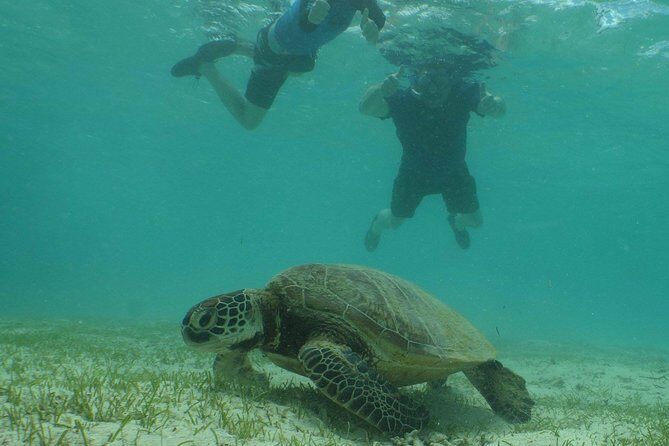Water Taxi Signal Island Turtle Tour for cruisers - Frequently Asked Questions