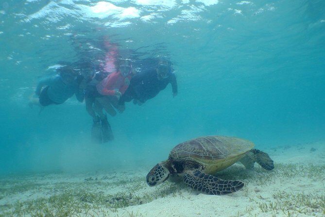 Water Taxi Signal Island Turtle Tour for cruisers - Final Thoughts