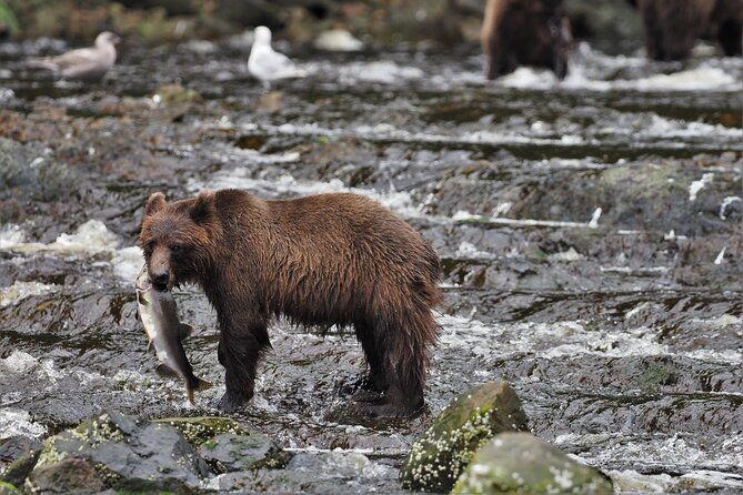 waterfall-creek-brown-bear-viewing-juneau