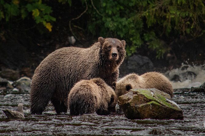 waterfall-creek-brown-bear-viewing-juneau