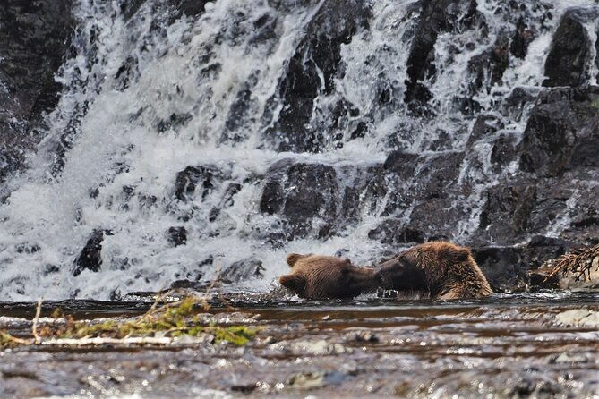 waterfall-creek-brown-bear-viewing-juneau