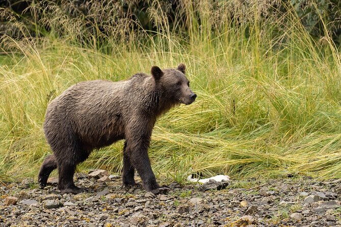 waterfall-creek-brown-bear-viewing-juneau