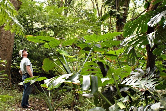 waterfall-rainforest-hiking-adventure-with-hotel-pickup