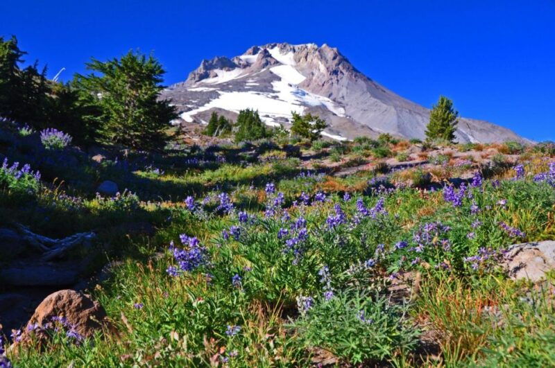 waterfalls-and-wine-plus-mt-hoods-timberline-tour-2