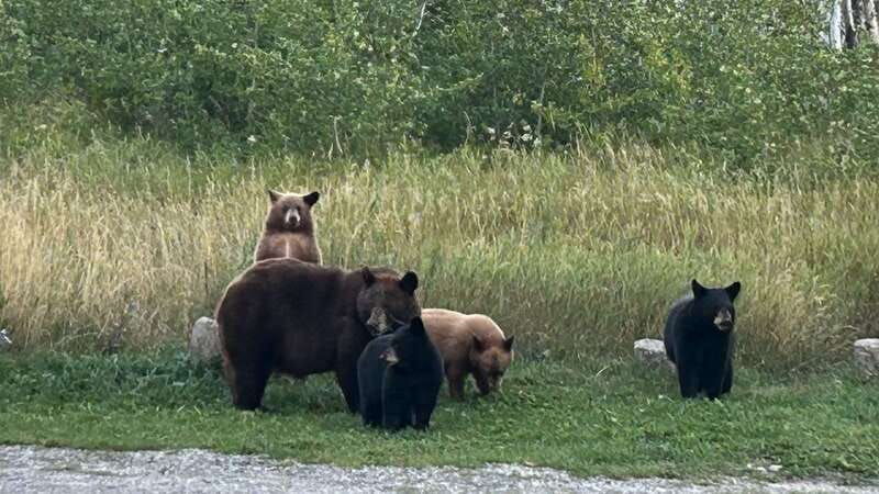 watertons-wild-beauty-a-hidden-gem-in-the-rockies