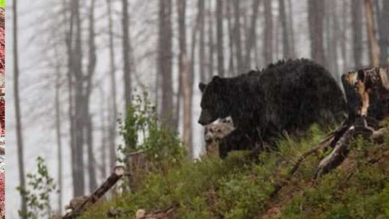 watertons-wild-beauty-a-hidden-gem-in-the-rockies
