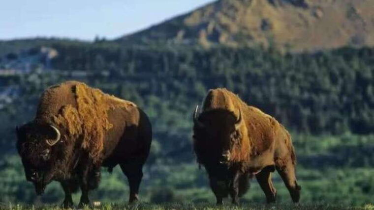 watertons-wild-beauty-a-hidden-gem-in-the-rockies