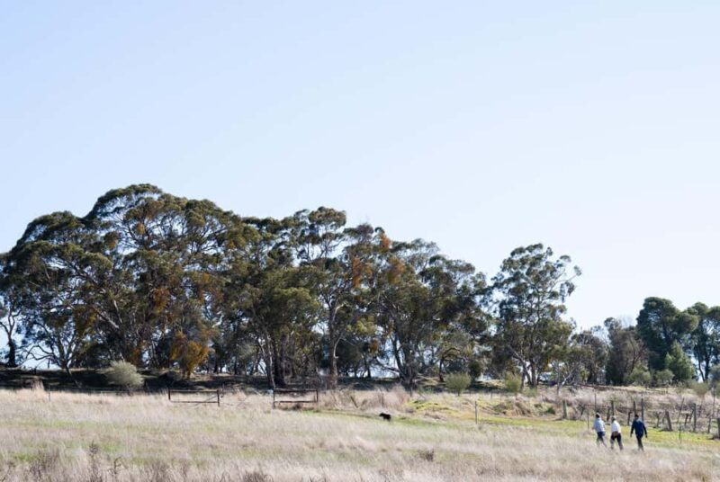 Watervale: Town History Walking Tour with Picnic & Wine - FAQ
