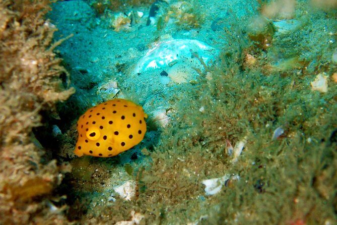 Wave Break Island Scuba Diving on the Gold Coast - A Closer Look at the Itinerary