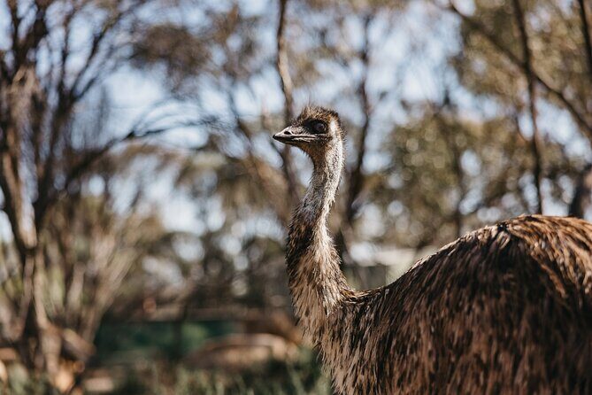 Wave Rock, York, Wildflowers, and Aboriginal Cultural Day Tour from Perth - Frequently Asked Questions