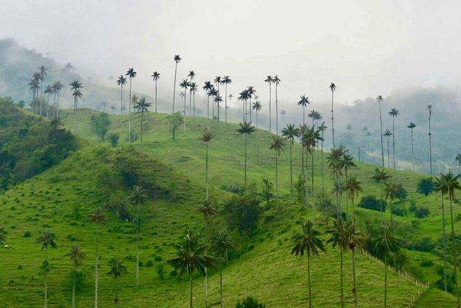 wax-palms-salento-and-coffee-private-full-day-tour
