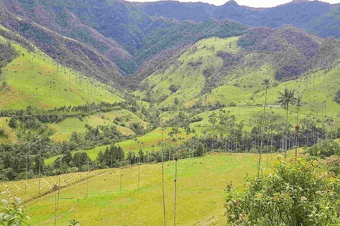 wax-palms-salento-and-coffee-private-full-day-tour