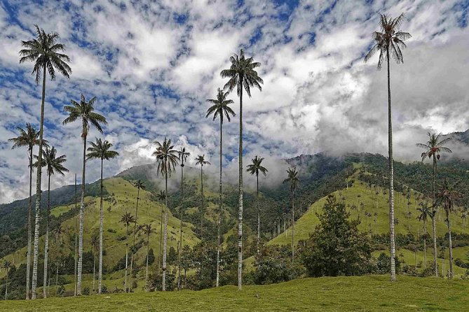 wax-palms-salento-and-coffee-private-full-day-tour