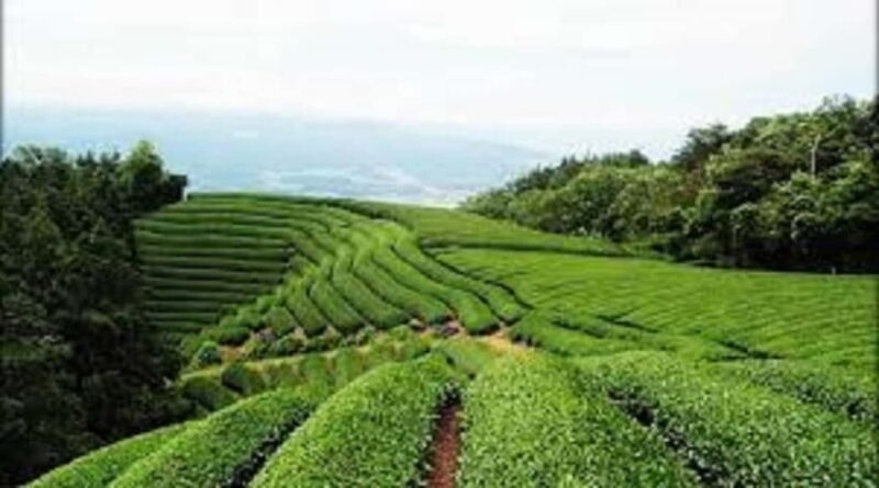 Wazuka: Tea Picking Experience with Matcha Tea Tasting - Key Points