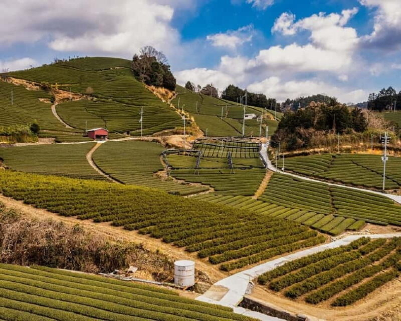 Wazuka: Tea Picking Experience with Matcha Tea Tasting - An In-Depth Look at the Wazuka Tea Experience