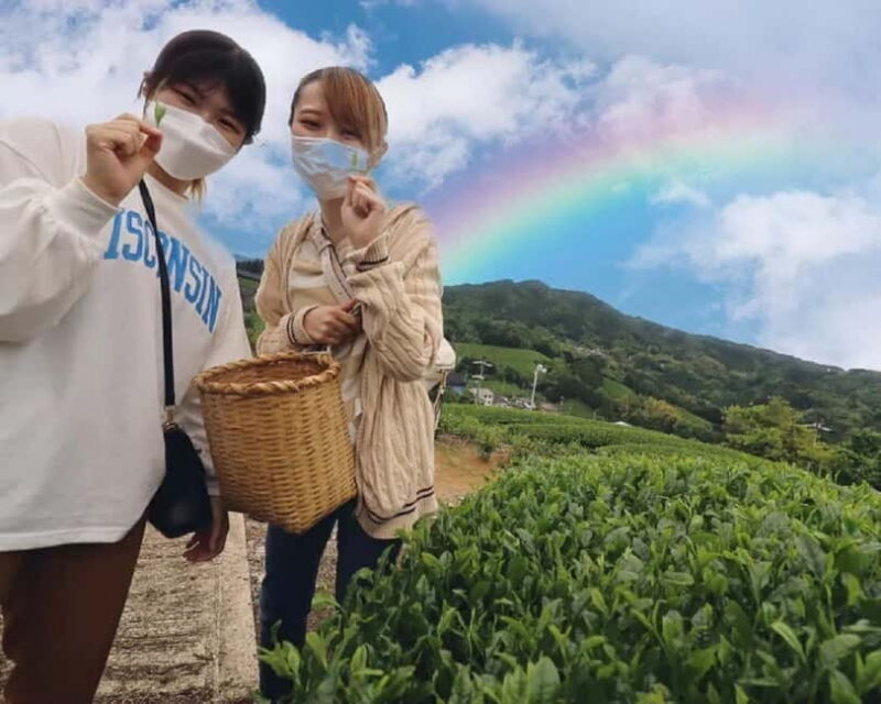 Wazuka: Tea Picking Experience with Matcha Tea Tasting - Frequently Asked Questions (FAQs)