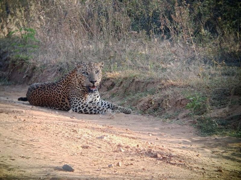 Weheragala National Park: Jeep Safari Tour - Weheragala National Park: Jeep Safari Tour