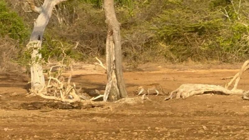 Weheragala National Park: Jeep Safari Tour - What to Bring and Tips