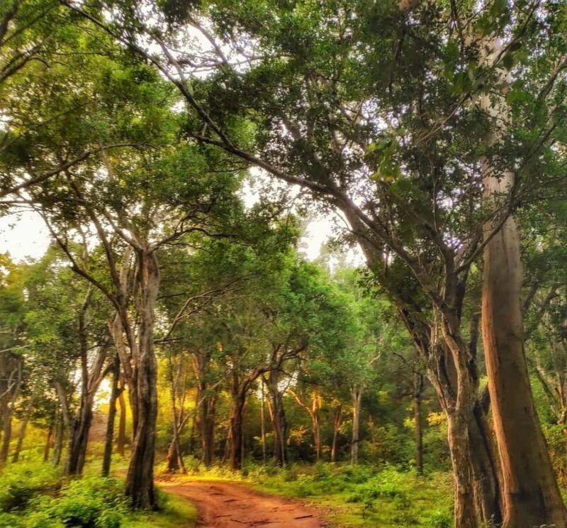 Weheragala National Park: Jeep Safari Tour - The Sum Up