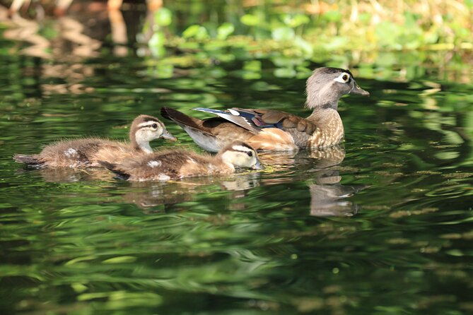 wekiva-wildlife-kayaking-adventure-tour