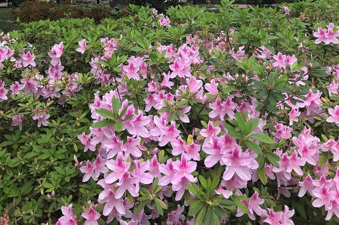 Welcome to Savannah Guided Walking Tour - Authentic Experiences and Special Touches