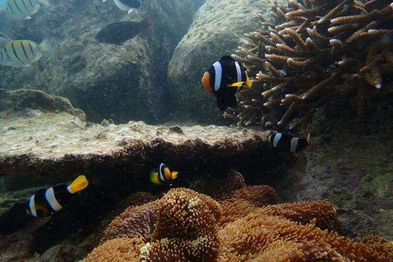 weligama-discover-scuba-diving-in-sri-lanka