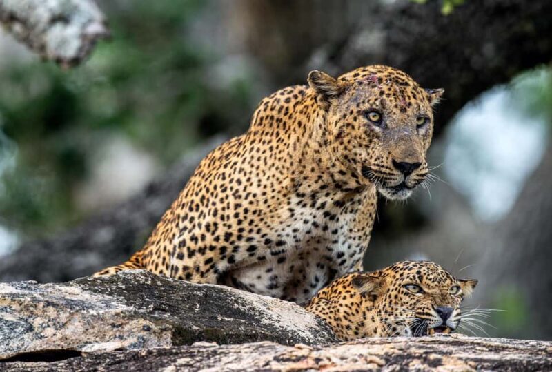 Weligama/Mirissa/Tangalle to YALA PRIVATE SAFARI & Ella drop - An In-Depth Look at the Yala Safari Experience