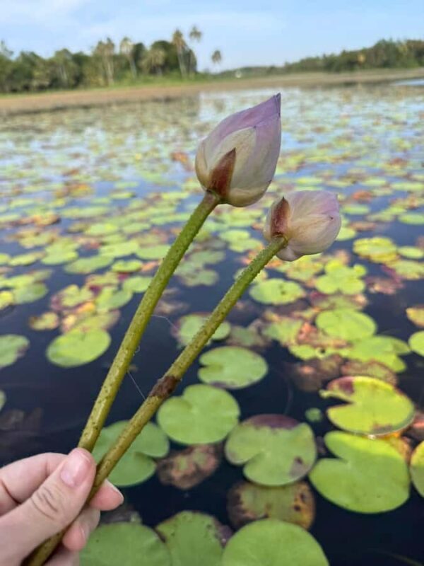 Weligama: Sunrise or Sunset Lotus Picking Canoe Tour - Weligama: Sunrise or Sunset Lotus Picking Canoe Tour — An Authentic Sri Lankan Experience