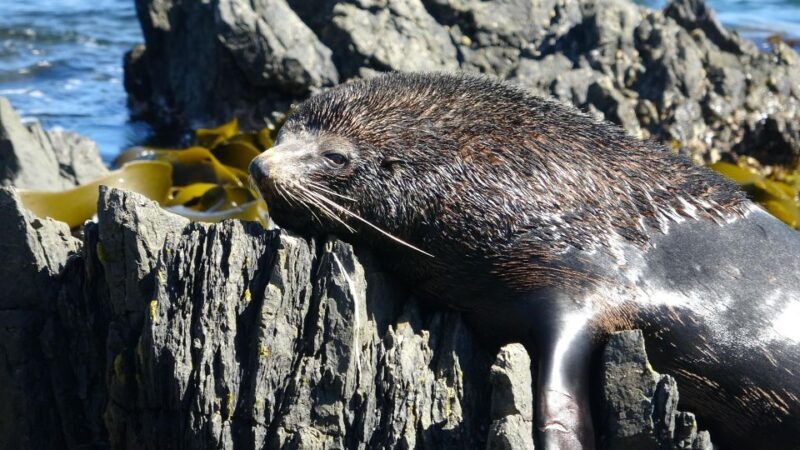 Wellington: Half Day Seal Coast Safari - The Value of the Tour