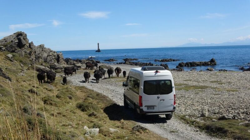 Wellington: Half Day Seal Coast Safari - Who Should Consider This Tour?