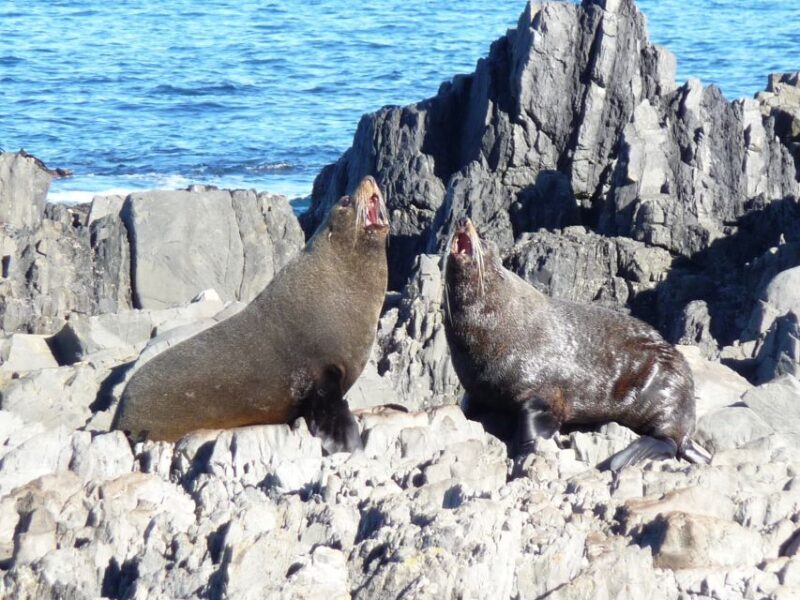 Wellington: Half Day Seal Coast Safari - Final Thoughts