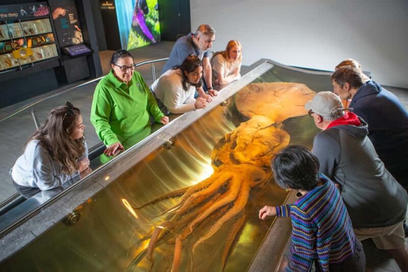 Wellington: Museum of NZ Guided Tour & General Admission - Value for Money