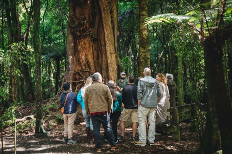 Wellington: Original LOTR Full-Day Tour with Weta & Lunch - A Detailed Look at the Wellington LOTR Tour Experience