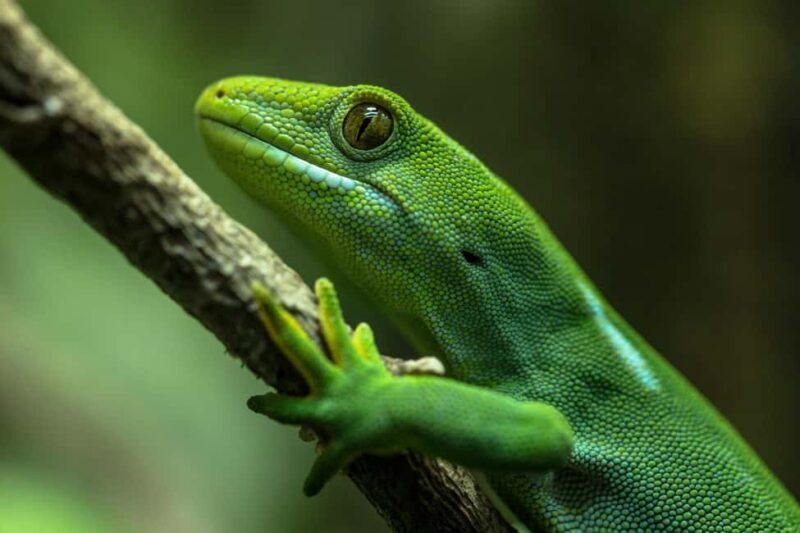 Wellington Zoo Entry Ticket + Animals of Aotearoa Group Tour - Key Points
