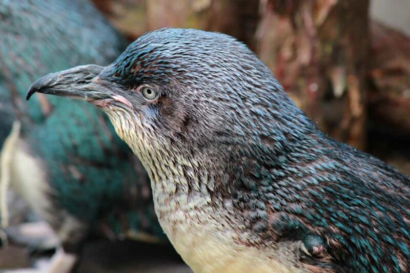 Wellington Zoo Entry Ticket + Animals of Aotearoa Group Tour - Who Would Enjoy This Tour?