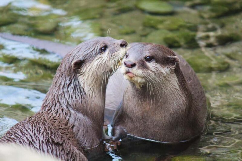 Wellington Zoo General Entry Tickets - What’s Included in Your Ticket