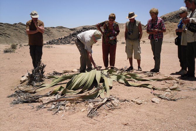 Welwitschia Tour from Swakopmund - Discovering Namibia’s Moon Landscape: The Ultimate Guided Tour Experience