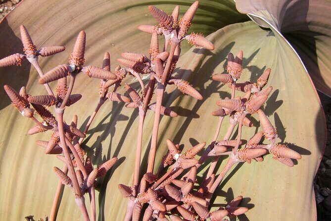 Welwitschia Tour from Swakopmund - Who Will Love This Tour?