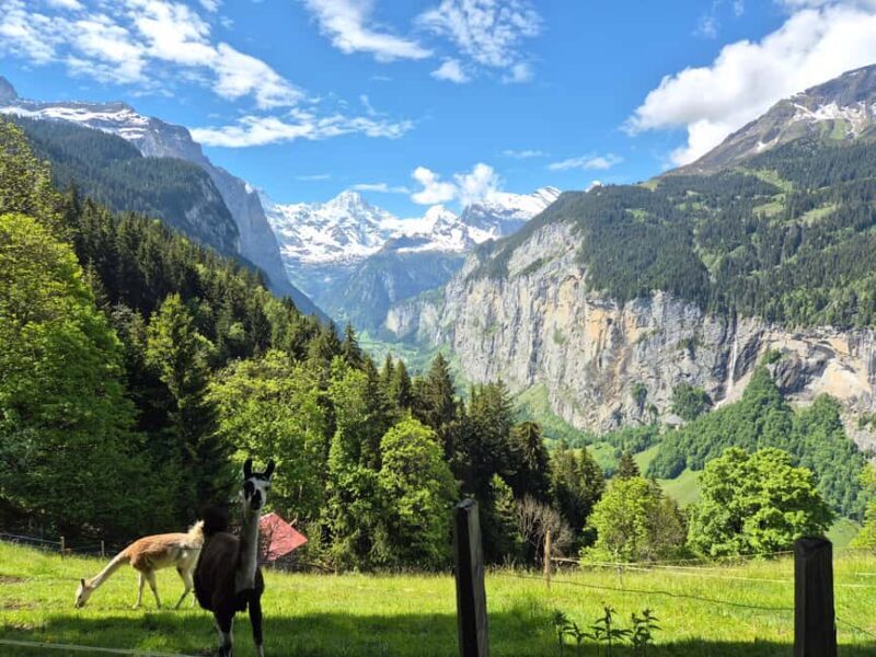 Wengen: Family-Friendly Countryside Farm Tour in Swiss Alps - Discovering Wengen’s Charm
