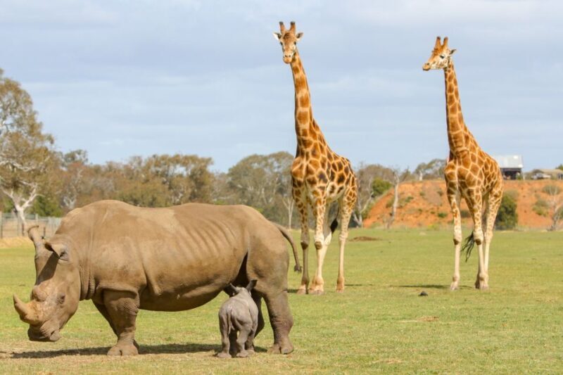 Werribee Open Range Zoo: Entry Ticket - Key Points