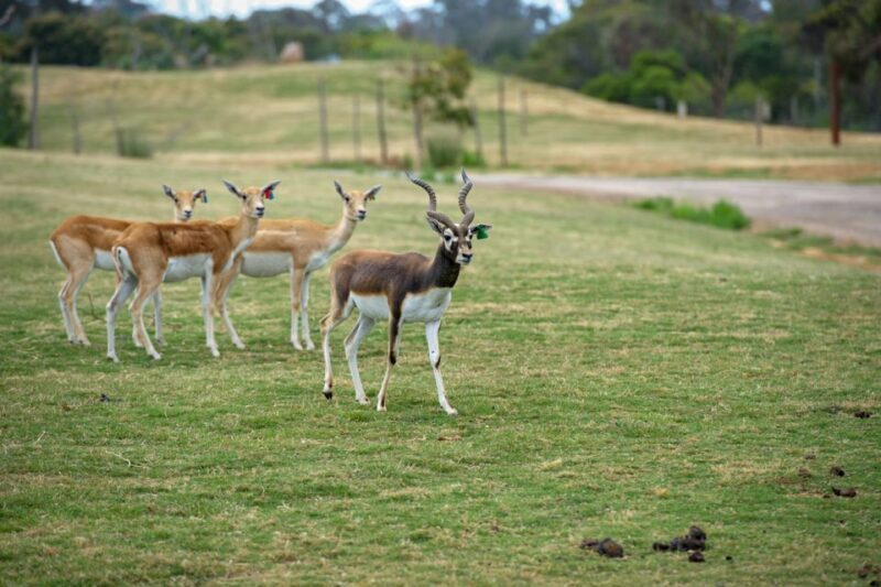 Werribee Open Range Zoo: Entry Ticket - The African Experience: Safaris and Exhibits
