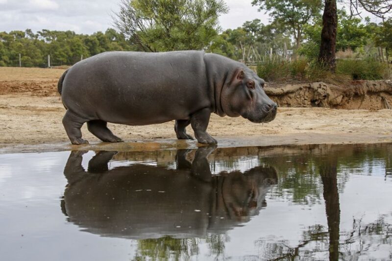 Werribee Open Range Zoo: Entry Ticket - Practical Tips on Visiting