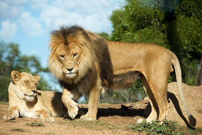 Werribee Open Range Zoo General Admission Ticket - The Value of This Experience