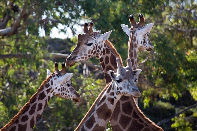 Werribee Open Range Zoo General Admission Ticket - FAQs